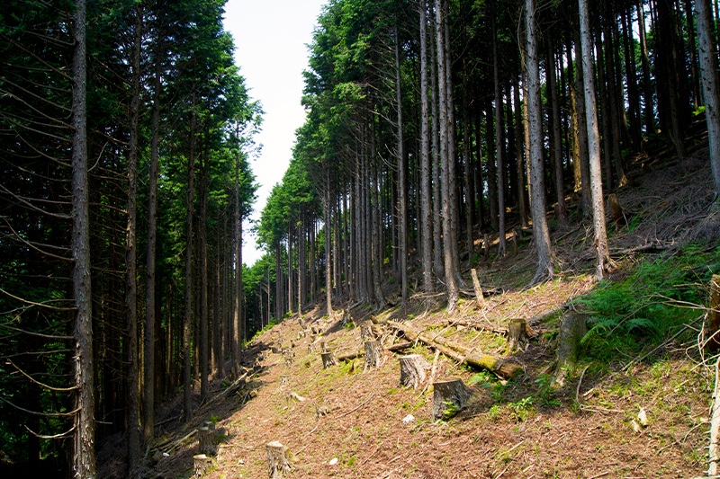 森の工場